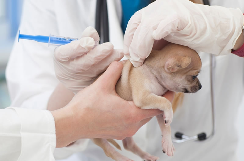 草加市の氷川町動物病院　予防接種